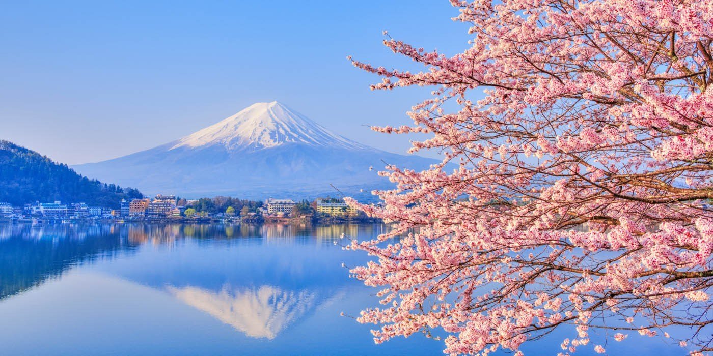Цветение Сакуры в Японии баннер на канал